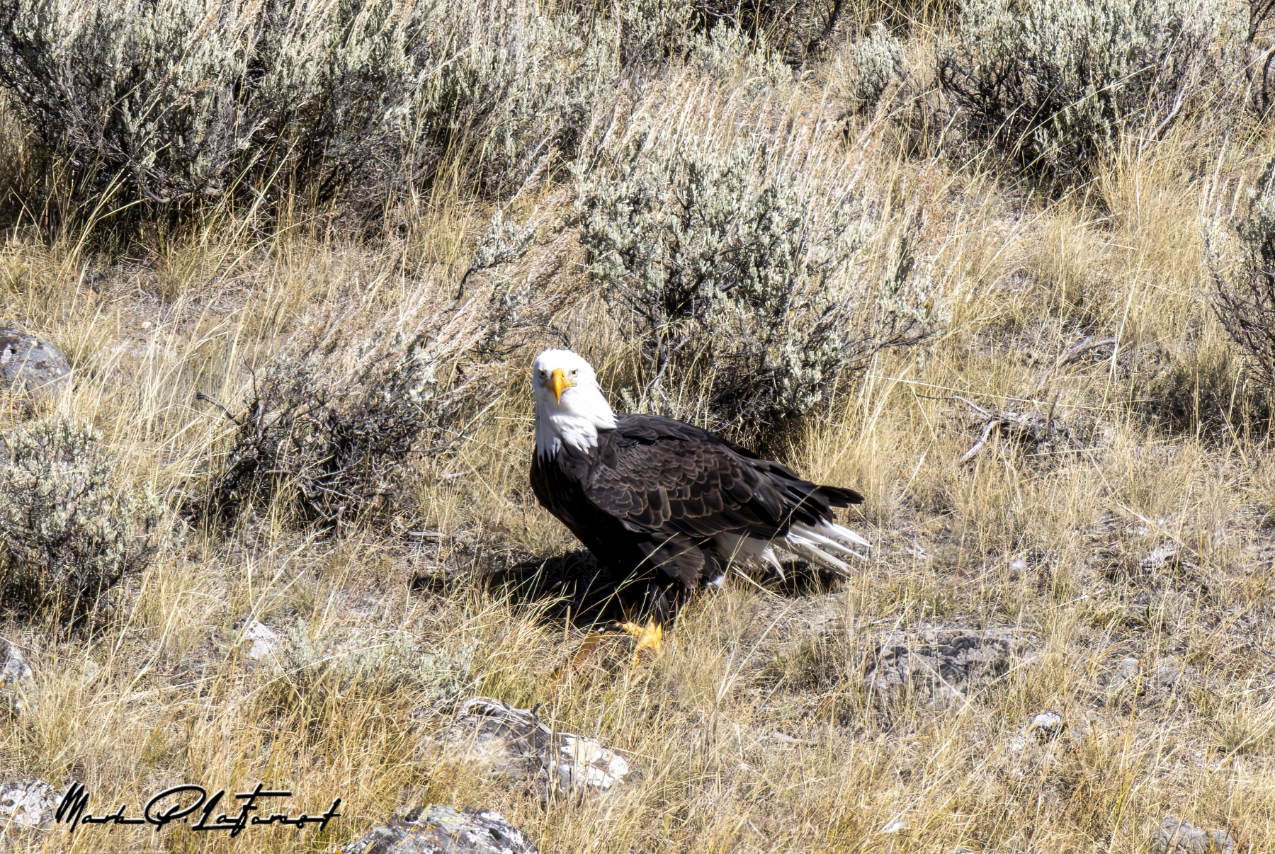 Bald Eagle, Yellowstone National Park